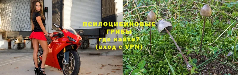 Галлюциногенные грибы Psilocybe  магазин продажи   Дальнегорск 